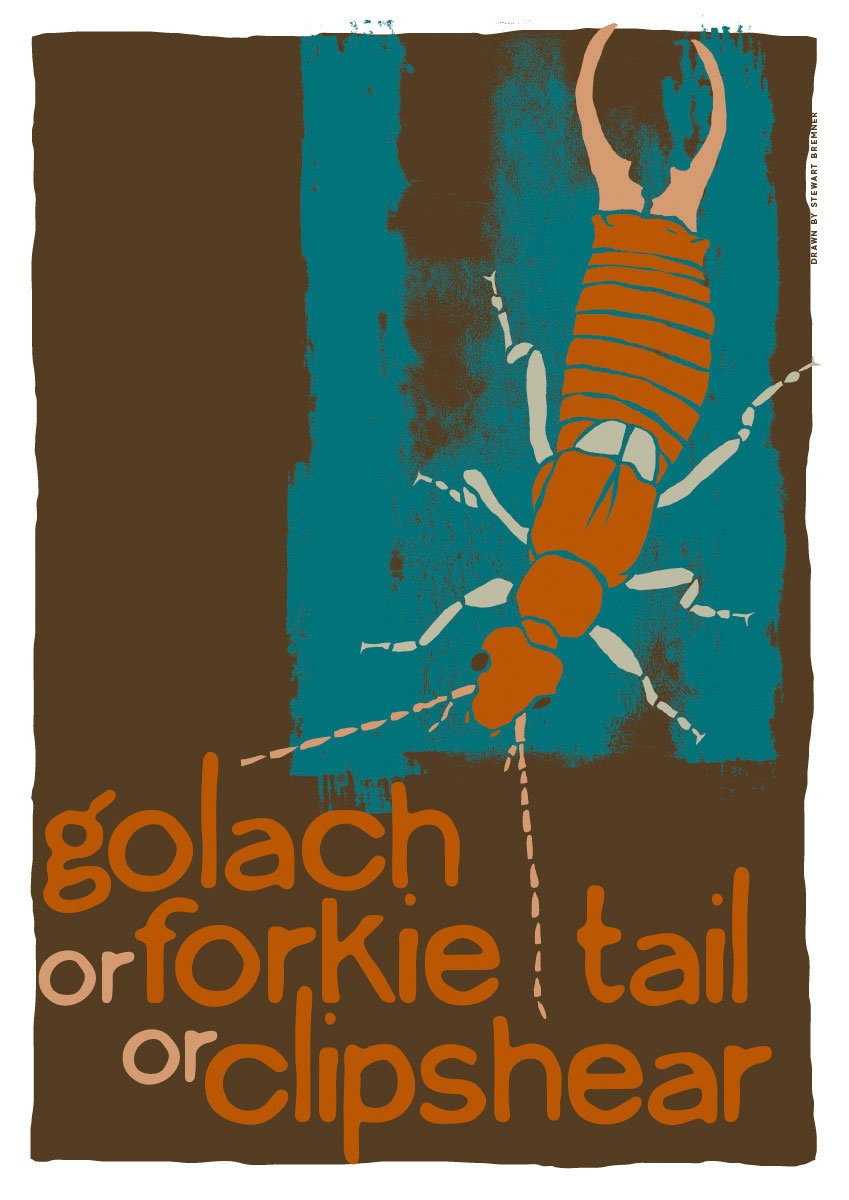 Golach or forkie-tail or clipshear – poster – Indy Prints by Stewart Bremner