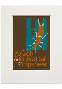 Golach or forkie-tail or clipshear – small mounted print - Indy Prints by Stewart Bremner