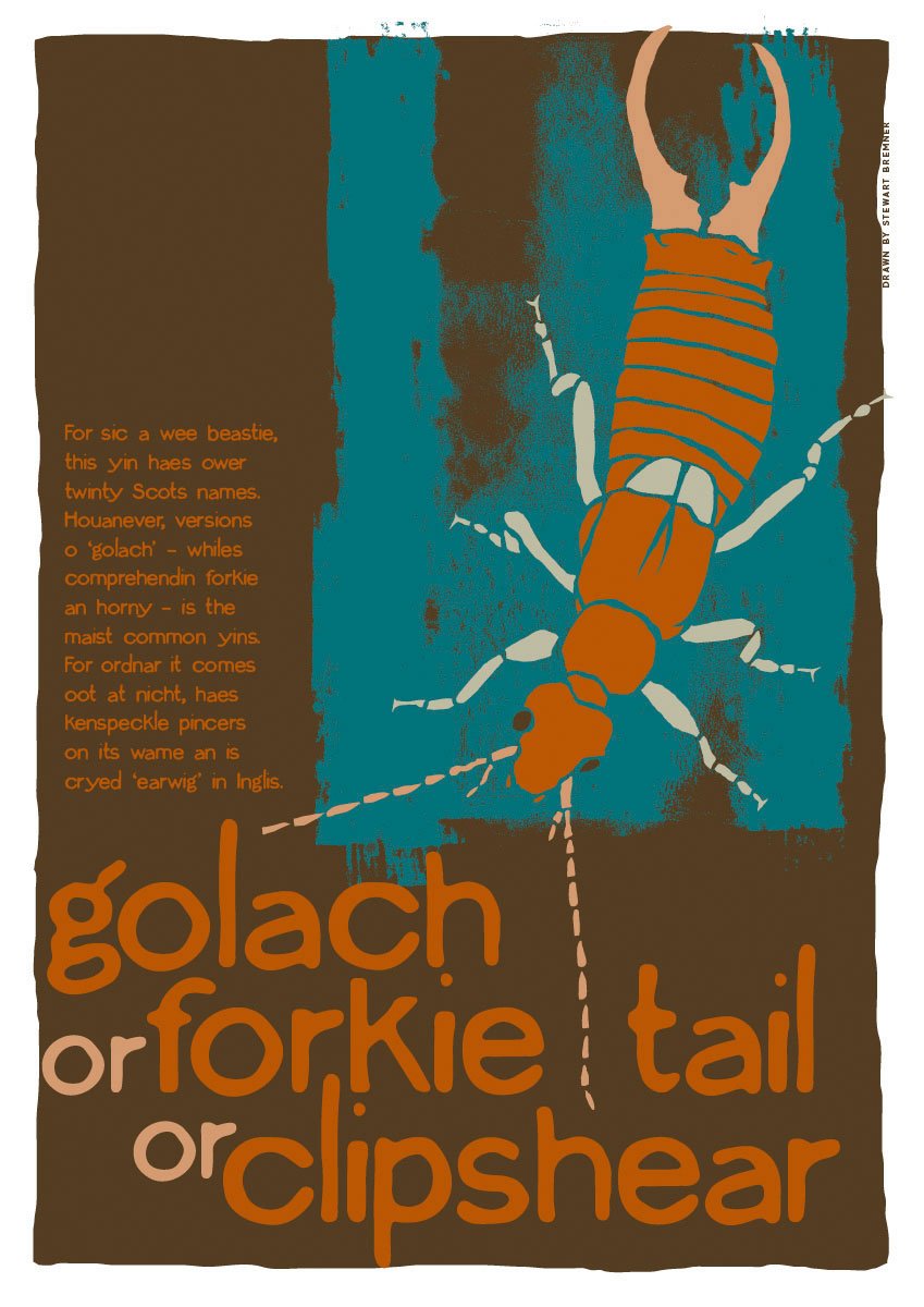 Golach or forkie-tail or clipshear – poster – Indy Prints by Stewart Bremner