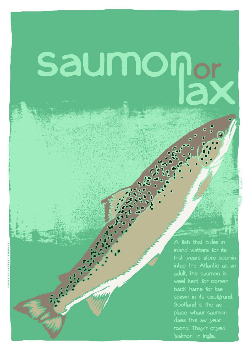Saumon or lax – poster – Indy Prints by Stewart Bremner